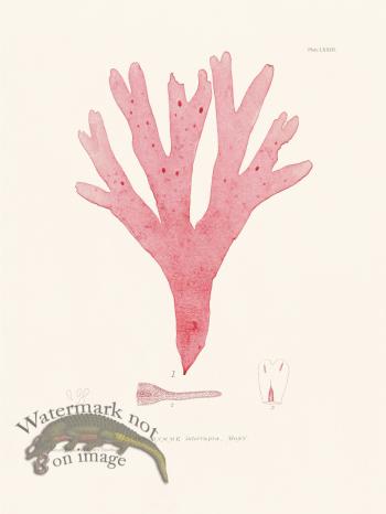 Bradbury Seaweed 073